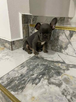 Francouzský buldoček bez pp - 4