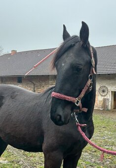 Hřebeček Barock Pinto - 4