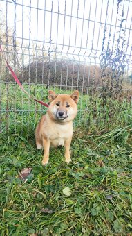Shiba Inu s PP FCI - roční červená fenka - 4