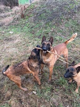 Štěňátka belgického ovčáka - 4