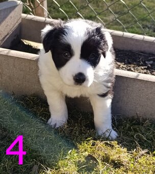 Štěňátka border kolie (bez PP) - 4