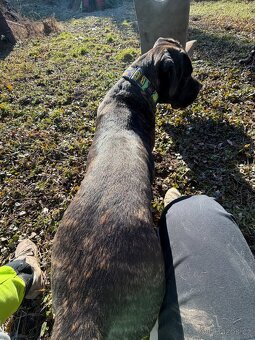 Cane Corso - 4