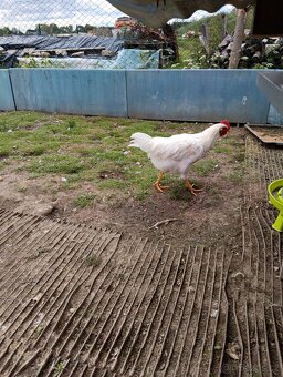 Kohout Leghorn - 4
