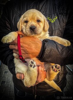Štěně - labrador s PP - 4