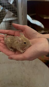 Osmák degu - 4