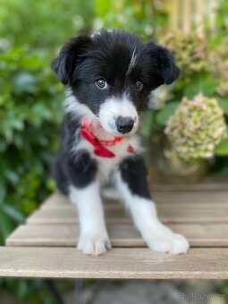 Predaj border collie - 4