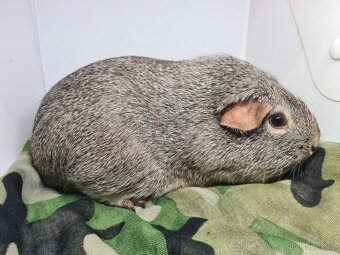 Morčata s pp, holcicky, jiz k odberu - 4