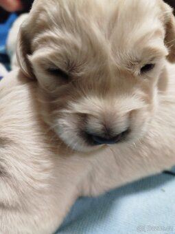 Zlatý retrívr vánoční štěňátka - 4