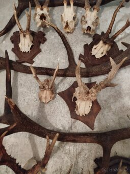 Jelení + srnčí - 4