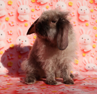 Zakrslý satén rex LT beránek sameček . - 4