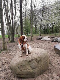 Pes na krytí Kavalier - 4