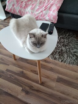 Prodám pulroční kotě - 4