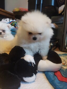 Pomeranian - 4
