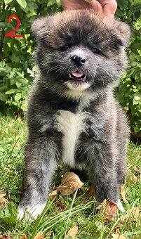 Akita Inu s PP - 4