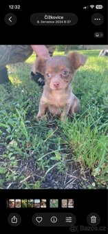 Dlouhosrstá čivava bez pp. Holka a kluk - 4