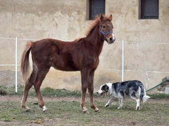 Pony - 4