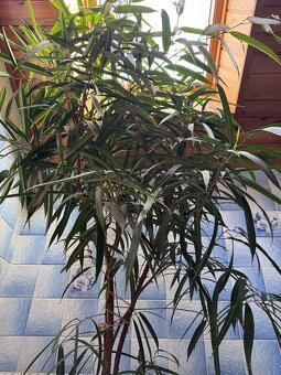 Ficus maclellandii "Alii" 210cm strom - 4
