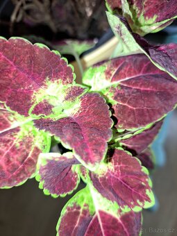 Sazenice okrasných kopřiv,coleus - 4