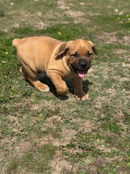 Boerboel - štěňátka - 4