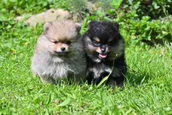 POMERANIAN - 4