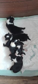 Prodám štěňata Tricolorni sheltie bez PP. - 4