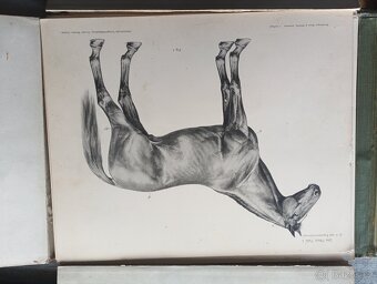 Handbuch Děr Anatomie Děr Tiere für Kustler - 4
