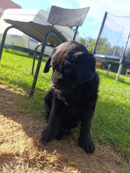 Prodám křížence fenku labrador/retrívr - 4