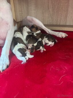 Dánsko švédský farmářský S PP narozené 8.11.2025 - 4