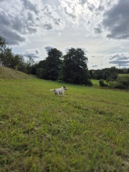 Jack Russel dlouhosrstý - krytí - 4