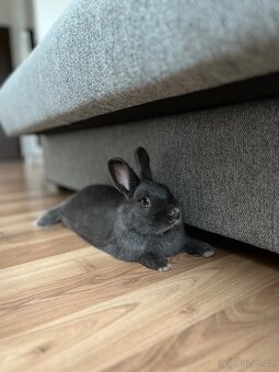 Zakrslý králík - 4
