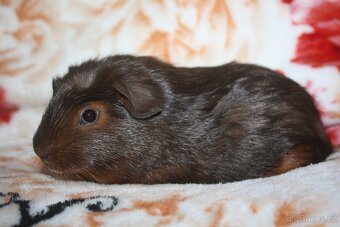 Morčátka krátkosrstá - 4