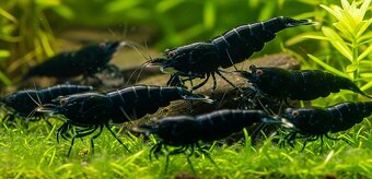 Krevetky Caridina a Neocaridina - 4