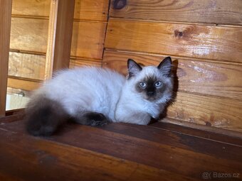 Ragdoll - 4