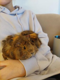 Prodám 2 morčata – samičky (2 roky, rozetové) - 4