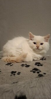 Red ragdoll bez PP - 4