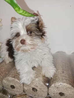 Jorkšírský teriér s pp - 4