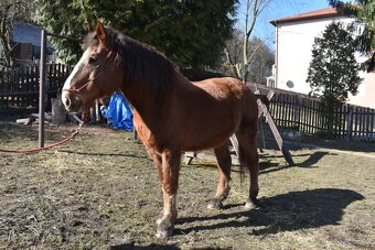 Česko-moravský belgik - 4