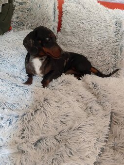 Jezevčík hladkosrstý trpasličí - 4