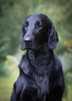 Flat coated retriever štěňata s PP - 4