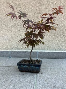 Bonsai, Bonsaj, japonský javor, skalky - 4