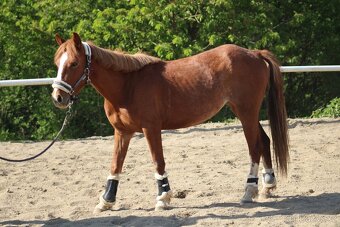 Pony kobylka - 4