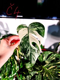 Monstera Albo - řízky od 200,- - 4