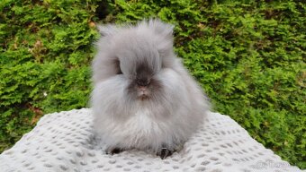 Zakrslý králík, králíček -(TEDDY)-OLIVIE - 4