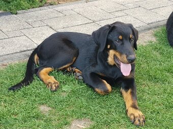 Beauceron štěně, Francouzky ovčák, štěňátka s PP - 4