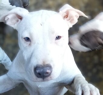 Americký stafordšírský teriér modrá št.s Rodokmenem - 4