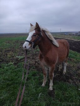Prodám kobylku čmb - 4