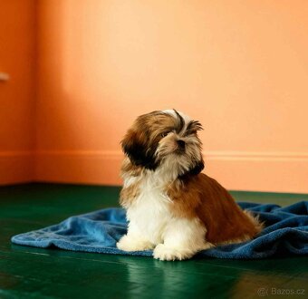 Šteniatka shi tzu s PP / shi-tzu / shih-tzu - 4