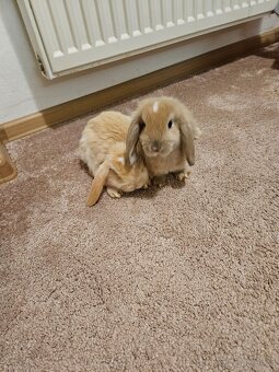 Zakrslý králík - 4