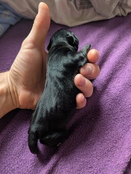 Mexický naháč mini štěňata čistokrevná - 4