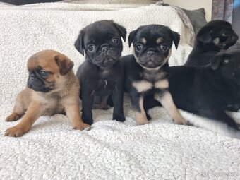 Mops - 4
